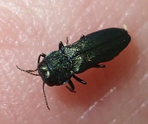 Agrilus sp.